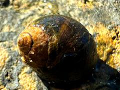 (Eroded Periwinkle) dorsal (Eroded Periwinkle) dorsal