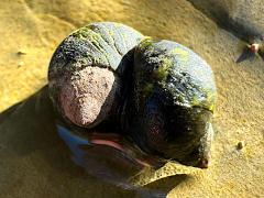 (Eroded Periwinkle) pair dorsal (Eroded Periwinkle) pair dorsal