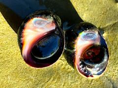 (Eroded Periwinkle) pair ventral (Eroded Periwinkle) pair ventral