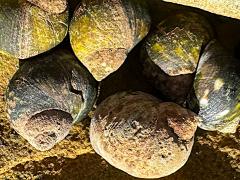 (Eroded Periwinkle) turnup (Eroded Periwinkle) turnup