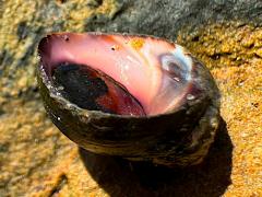 (Eroded Periwinkle) ventral (Eroded Periwinkle) ventral