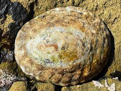 (Lottia Limpet) dorsal (Lottia Limpet) dorsal
