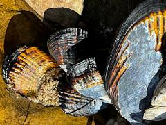 (California Mussel) colony (California Mussel) colony