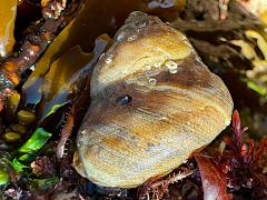 (Gilded Tegula) dorsal (Gilded Tegula) dorsal