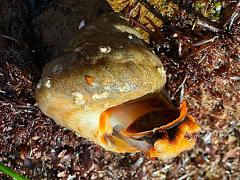 (Gilded Tegula) ventral (Gilded Tegula) ventral