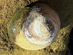 (Black Tegula) dorsal (Black Tegula) dorsal