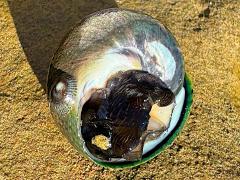 (Black Tegula) ventral (Black Tegula) ventral