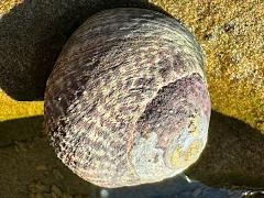(Speckled Tegula) apical (Speckled Tegula) apical