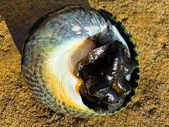 (Speckled Tegula) underside (Speckled Tegula) underside