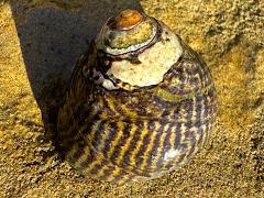 (Speckled Tegula) upperside (Speckled Tegula) upperside