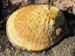 (Owl Limpet) dorsal (Owl Limpet) dorsal