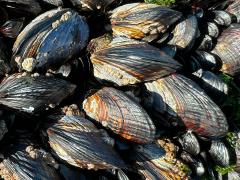 (California Mussel) colony (California Mussel) colony