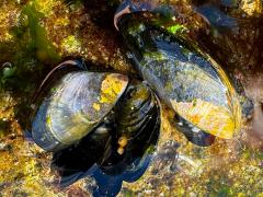 (Mediterranean Mussel) bivalves (Mediterranean Mussel) bivalves