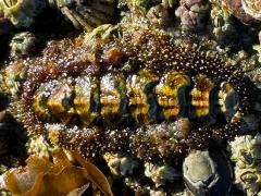(California Spiny Chiton) dorsal (California Spiny Chiton) dorsal
