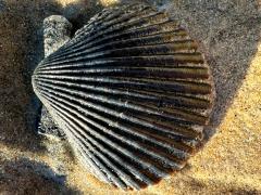 (Pacific Calico Scallop) external (Pacific Calico Scallop) external