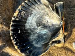 (Pacific Calico Scallop) internal (Pacific Calico Scallop) internal