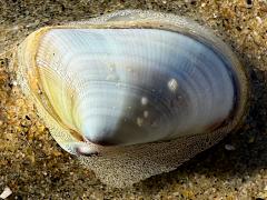 (Gould Beanclam) lateral (Gould Beanclam) lateral