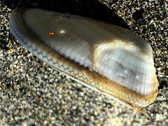 (Gould Beanclam) profile (Gould Beanclam) profile