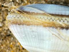 (Bean Clam Hydroid) attached to Gould Beanclam (Bean Clam Hydroid) attached to Gould Beanclam