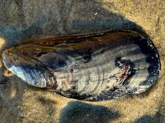 (California Mussel) external (California Mussel) external
