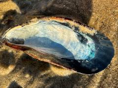 (California Mussel) internal (California Mussel) internal