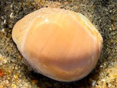 (Polinicinae Moon Snail) external (Polinicinae Moon Snail) external