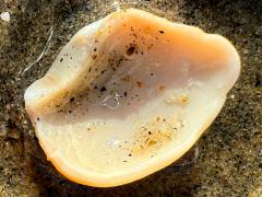 (Polinicinae Moon Snail) internal (Polinicinae Moon Snail) internal