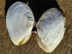 (White Macoma) external (White Macoma) external