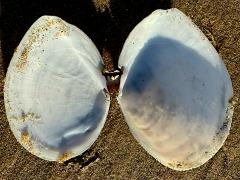 (White Macoma) internal (White Macoma) internal