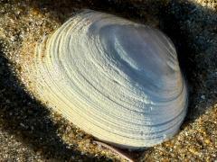 (California Butterclam) external (California Butterclam) external