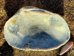 (California Butterclam) internal (California Butterclam) internal