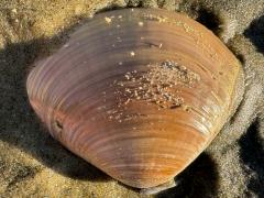 (Pismo Clam) dorsal (Pismo Clam) dorsal