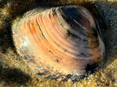 (Pismo Clam) external (Pismo Clam) external