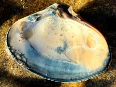 (Pismo Clam) internal (Pismo Clam) internal