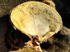 (Pismo Clam) ventral (Pismo Clam) ventral
