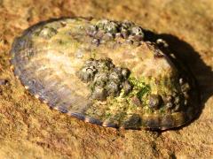 (Owl Limpet) upperside (Owl Limpet) upperside