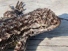 (Western Fence Lizard) head (Western Fence Lizard) head