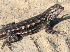 (Western Fence Lizard) profile (Western Fence Lizard) profile