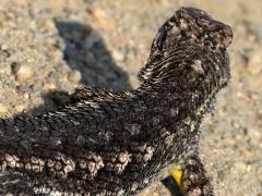 (Western Fence Lizard) rear (Western Fence Lizard) rear