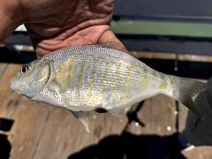 (Barred Surfperch) profile (Barred Surfperch) profile