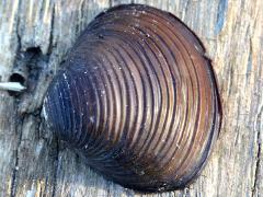 (Asian Clam) external (Asian Clam) external