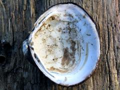 (Asian Clam) internal (Asian Clam) internal