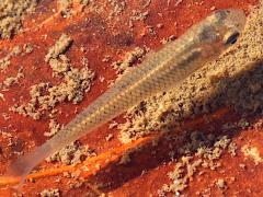 (Western Mosquitofish) dorsal (Western Mosquitofish) dorsal