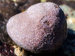 (Banded Tegula) dorsal (Banded Tegula) dorsal