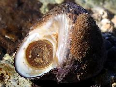 (Banded Tegula) operculum (Banded Tegula) operculum