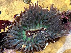 (Sunburst Anemone) upperside (Sunburst Anemone) upperside