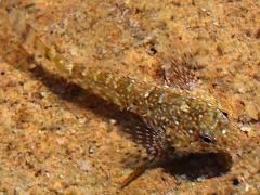 (Woolly Sculpin) dorsal (Woolly Sculpin) dorsal
