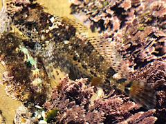 (Woolly Sculpin) profile (Woolly Sculpin) profile