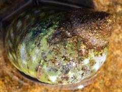 (Eroded Periwinkle) dorsal (Eroded Periwinkle) dorsal