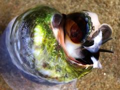 (Eroded Periwinkle) foot (Eroded Periwinkle) foot